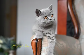 litterb (22) copy